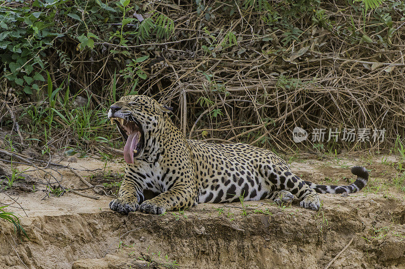 美洲虎(Panthera onca)是一种大型猫科动物，是美洲虎属猫科动物，是美洲唯一现存的美洲虎物种，在巴西潘塔纳尔发现。打哈欠，露出牙齿和舌头。